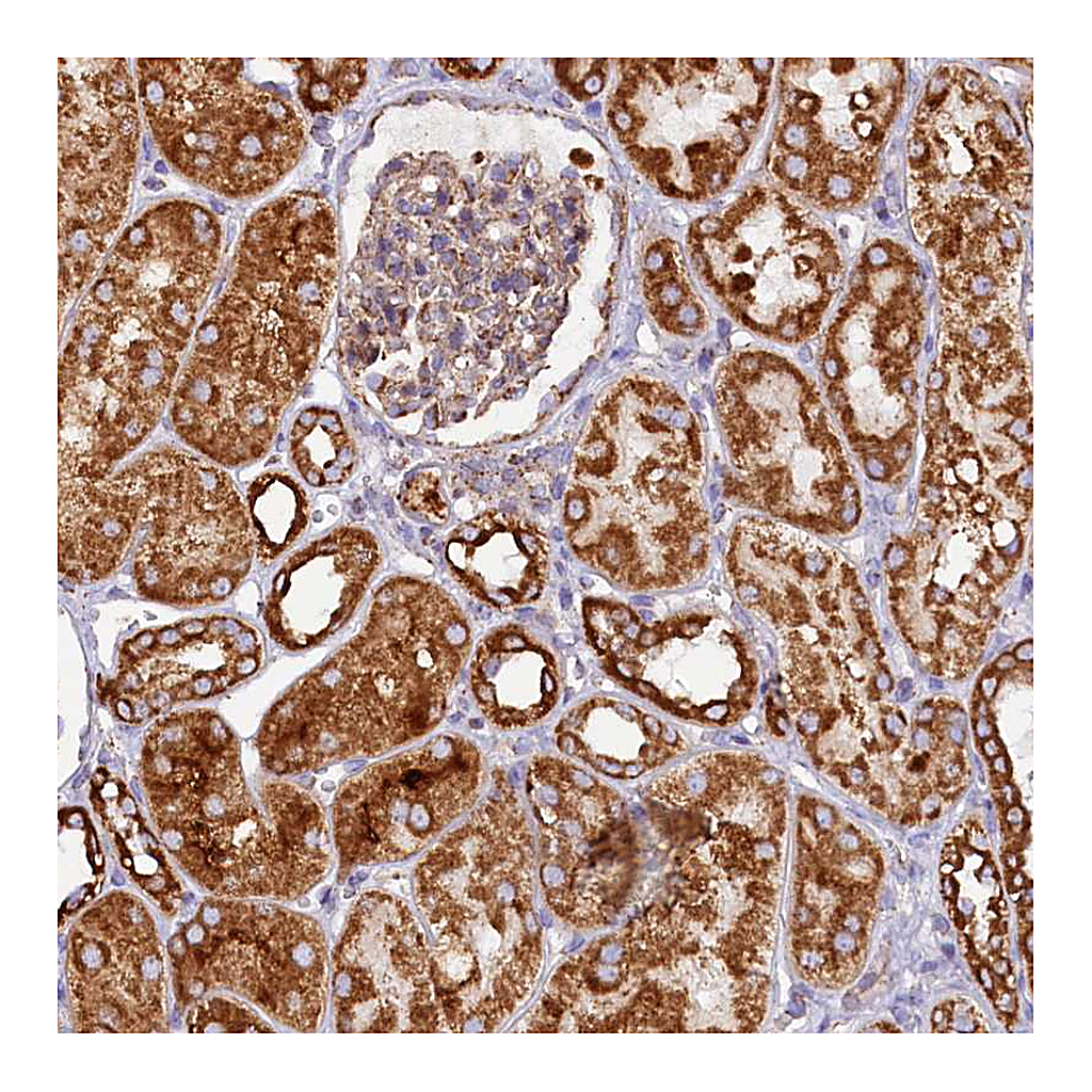 Atlas Antibodies Anti-APLP2 Antibody