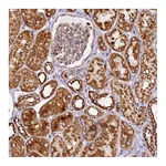 Atlas Antibodies Anti-APLP2 Antibody