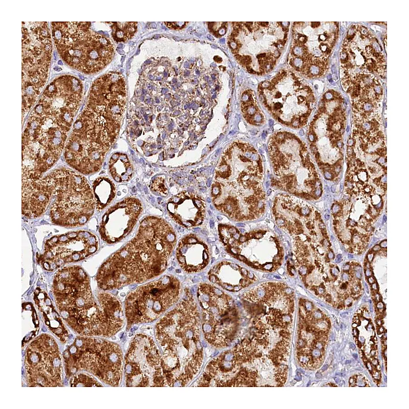 Atlas Antibodies Anti-APLP2 Antibody