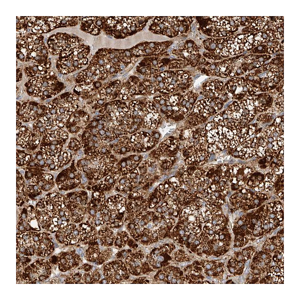 Atlas Antibodies Anti-APLF Antibody
