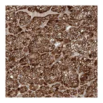 Atlas Antibodies Anti-APLF Antibody