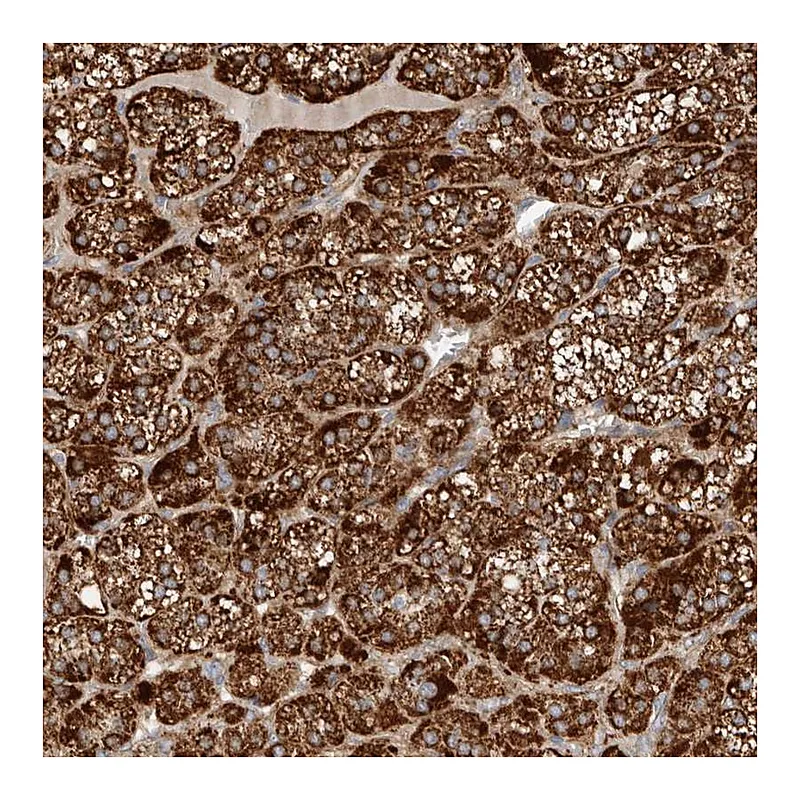 Atlas Antibodies Anti-APLF Antibody