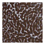 Atlas Antibodies Anti-APMAP Antibody
