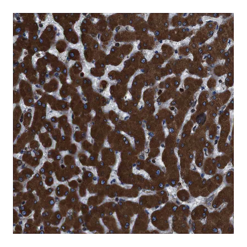 Atlas Antibodies Anti-APMAP Antibody