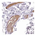 Atlas Antibodies Anti-APOA1 Antibody