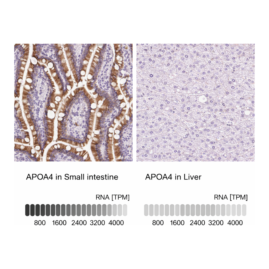 Atlas Antibodies Anti-APOA4 Antibody