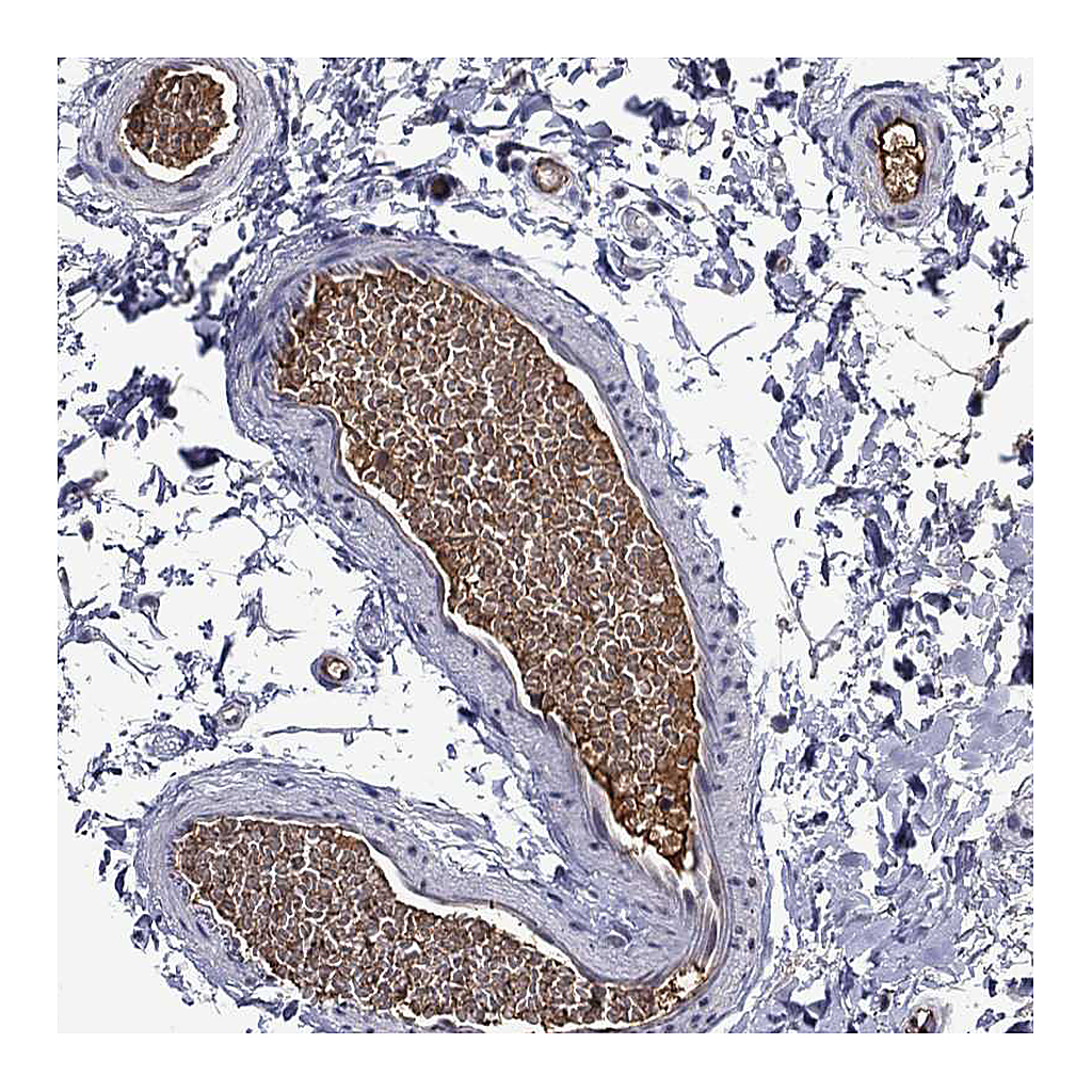 Atlas Antibodies Anti-APOA2 Antibody
