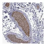 Atlas Antibodies Anti-APOA2 Antibody