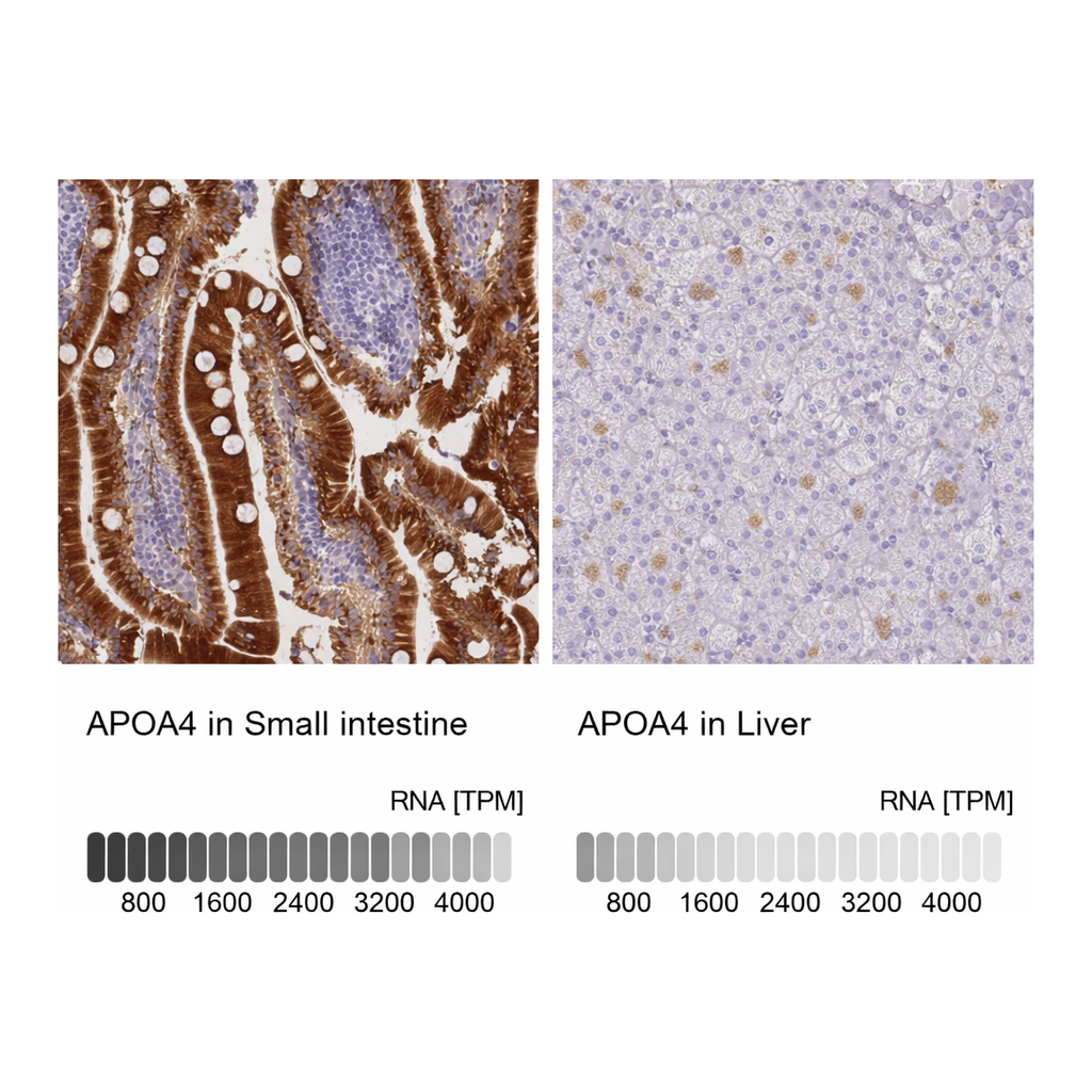Atlas Antibodies Anti-APOA4 Antibody