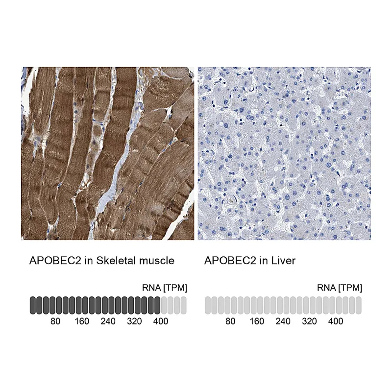 Atlas Antibodies Anti-APOBEC2 Antibody