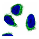 Atlas Antibodies Anti-APOBEC3C Antibody