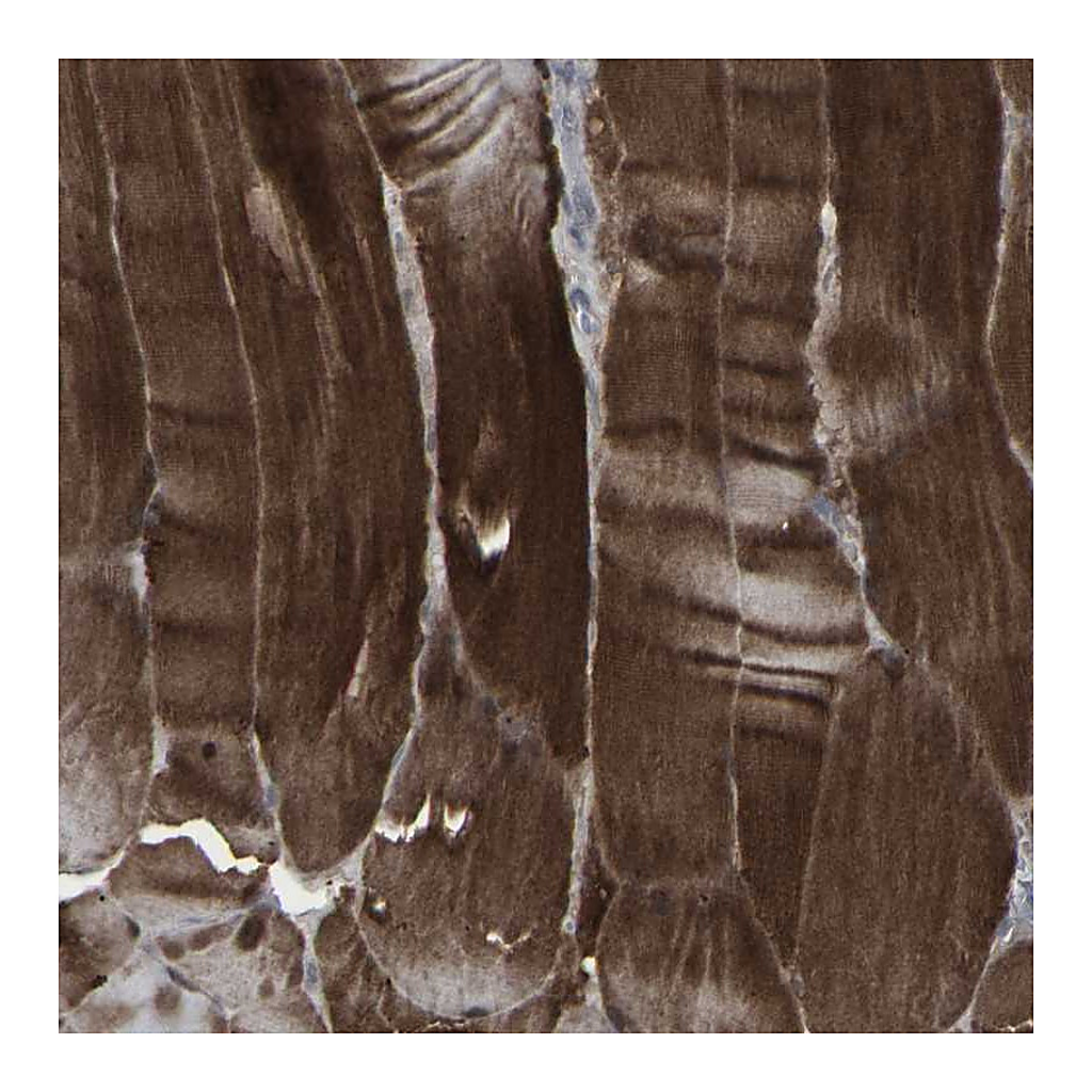 Atlas Antibodies Anti-APOBEC2 Antibody