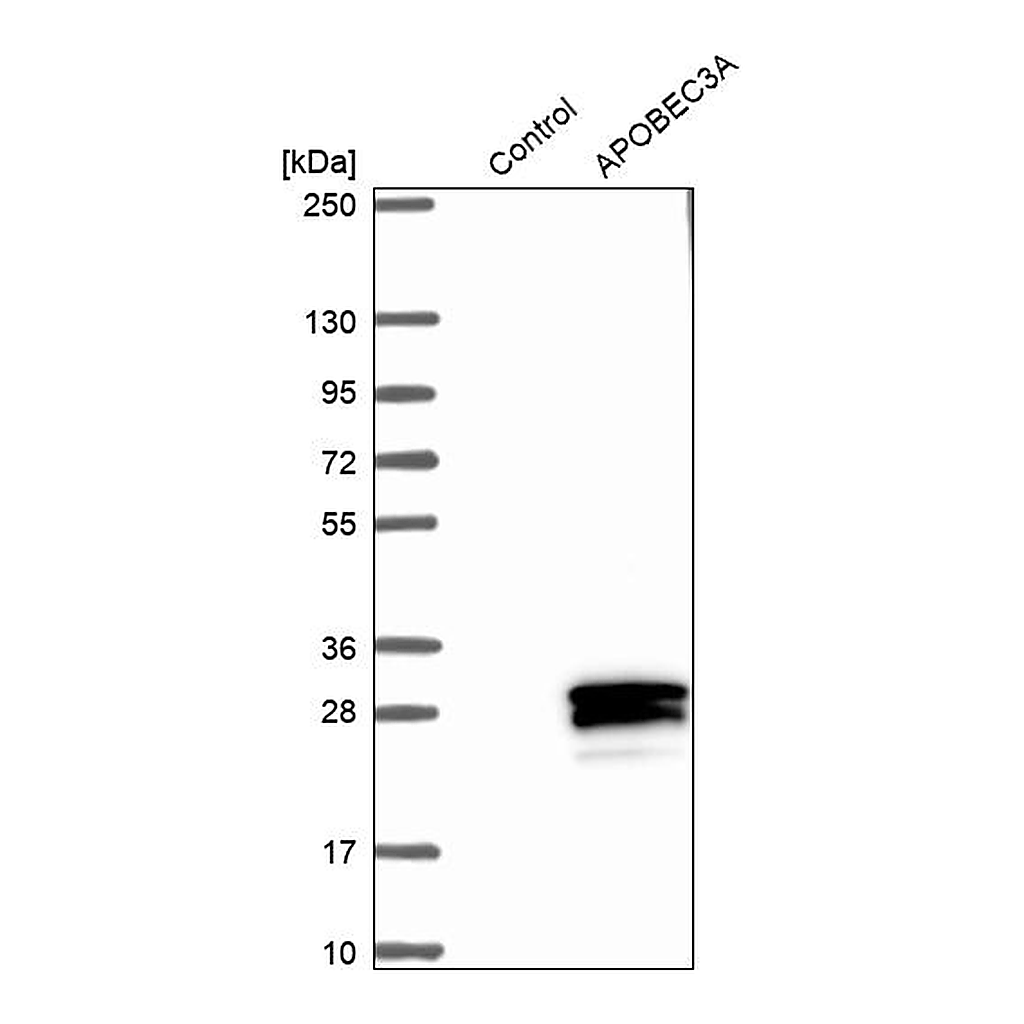 Atlas Antibodies Anti-APOBEC3A Antibody