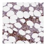 Atlas Antibodies Anti-APOBEC3D Antibody