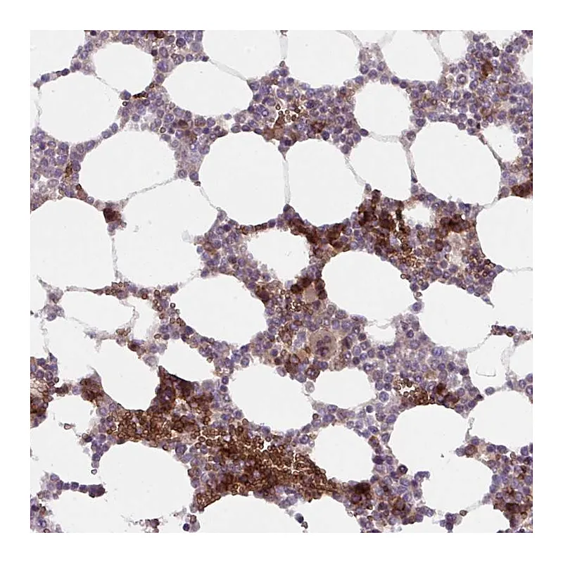 Atlas Antibodies Anti-APOBEC3D Antibody