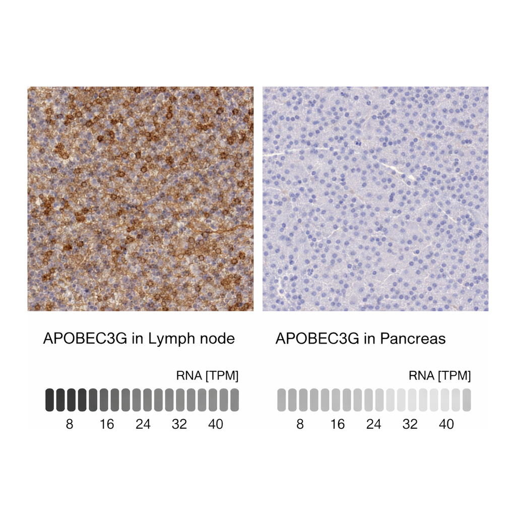 Atlas Antibodies Anti-APOBEC3G Antibody