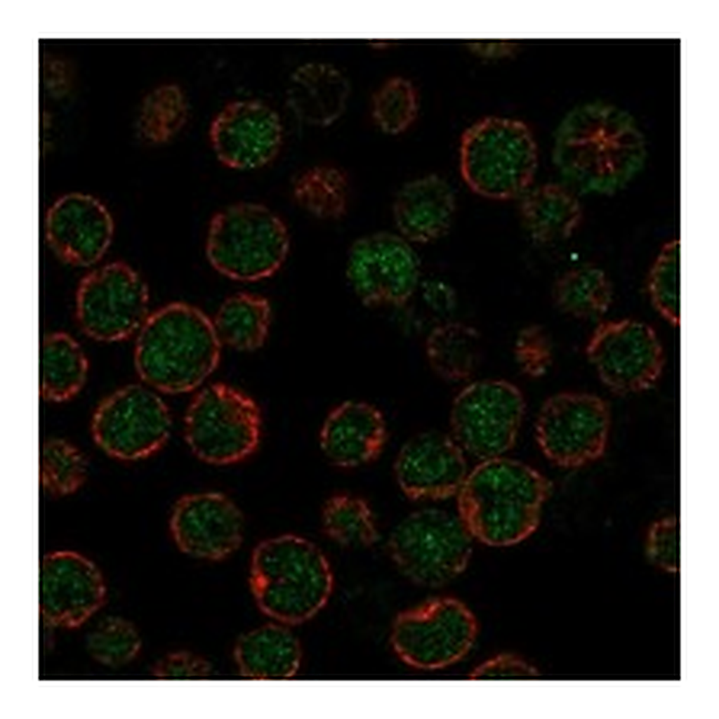 Atlas Antibodies Anti-APOBEC3H Antibody