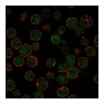 Atlas Antibodies Anti-APOBEC3H Antibody