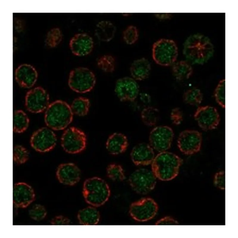 Atlas Antibodies Anti-APOBEC3H Antibody