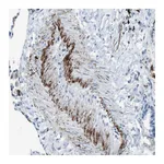 Atlas Antibodies Anti-APOBEC4 Antibody