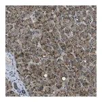 Atlas Antibodies Anti-APOBEC4 Antibody