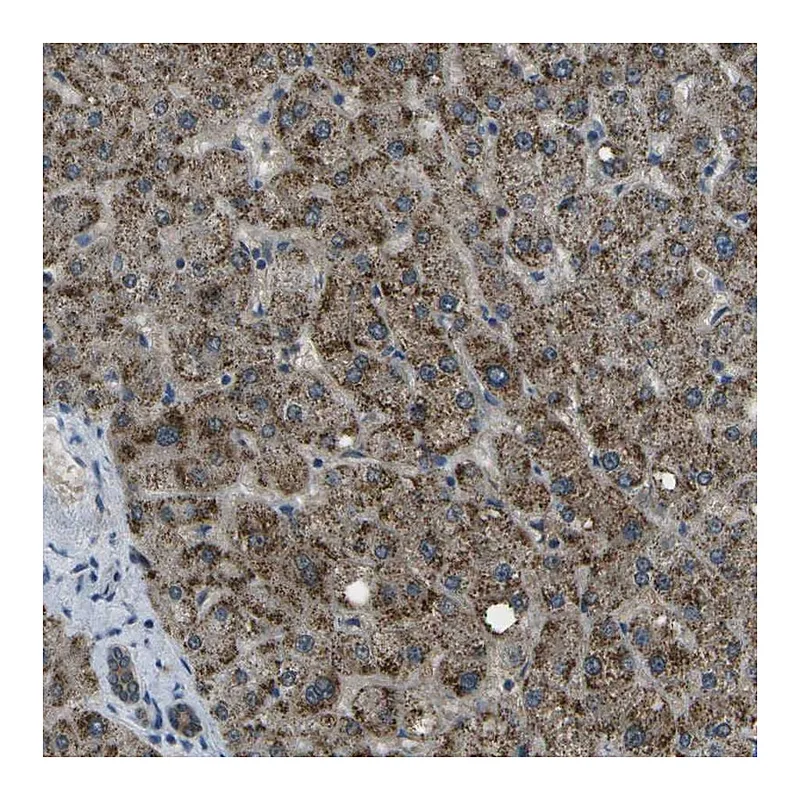 Atlas Antibodies Anti-APOBEC4 Antibody