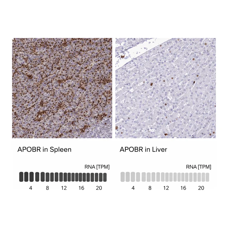 Atlas Antibodies Anti-APOBR Antibody