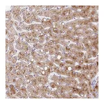 Atlas Antibodies Anti-APOC2 Antibody