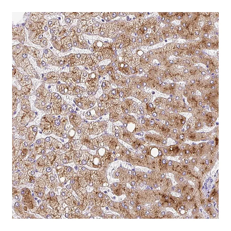 Atlas Antibodies Anti-APOC2 Antibody