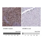 Atlas Antibodies Anti-APOBR Antibody