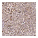 Atlas Antibodies Anti-APOC1 Antibody