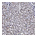 Atlas Antibodies Anti-APOC3 Antibody