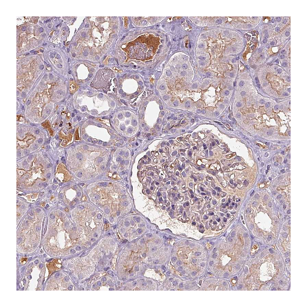 Atlas Antibodies Anti-APOC4 Antibody