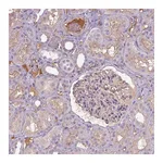 Atlas Antibodies Anti-APOC4 Antibody