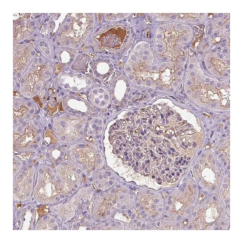 Atlas Antibodies Anti-APOC4 Antibody