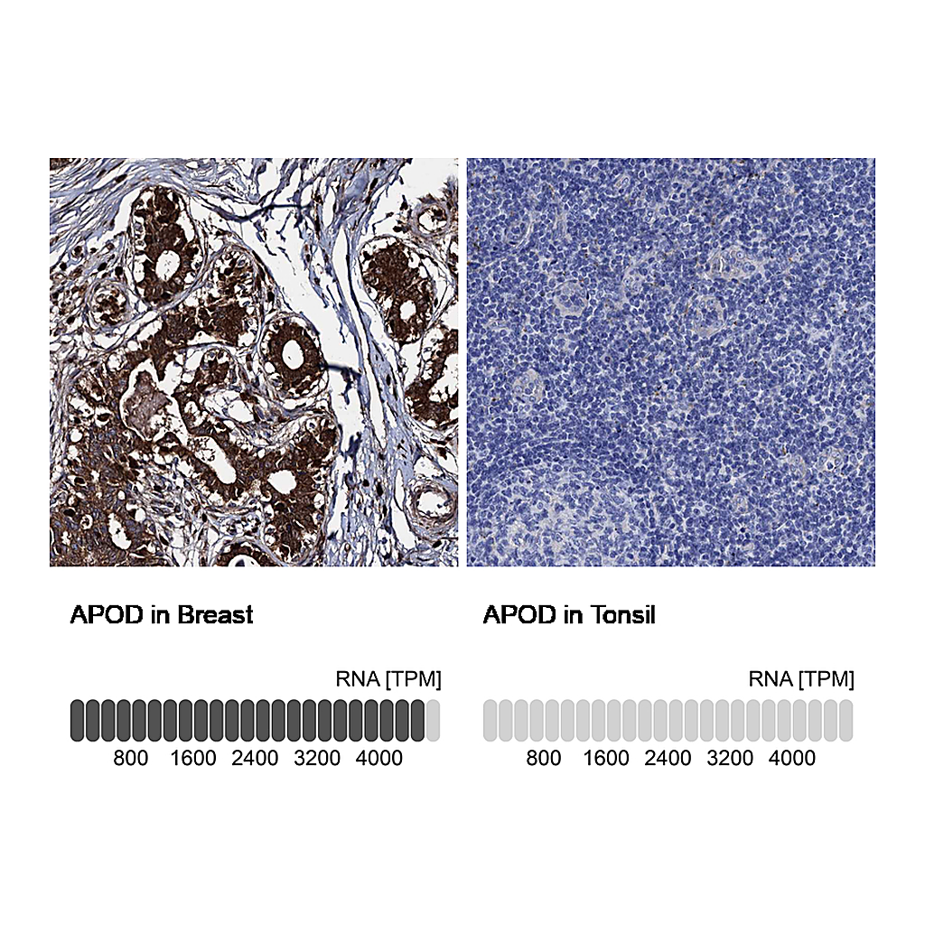Atlas Antibodies Anti-APOD Antibody