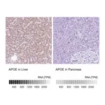 Atlas Antibodies Anti-APOE Antibody