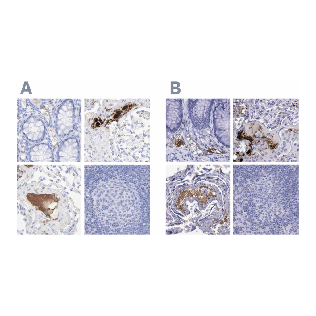 Atlas Antibodies Anti-APOH Antibody