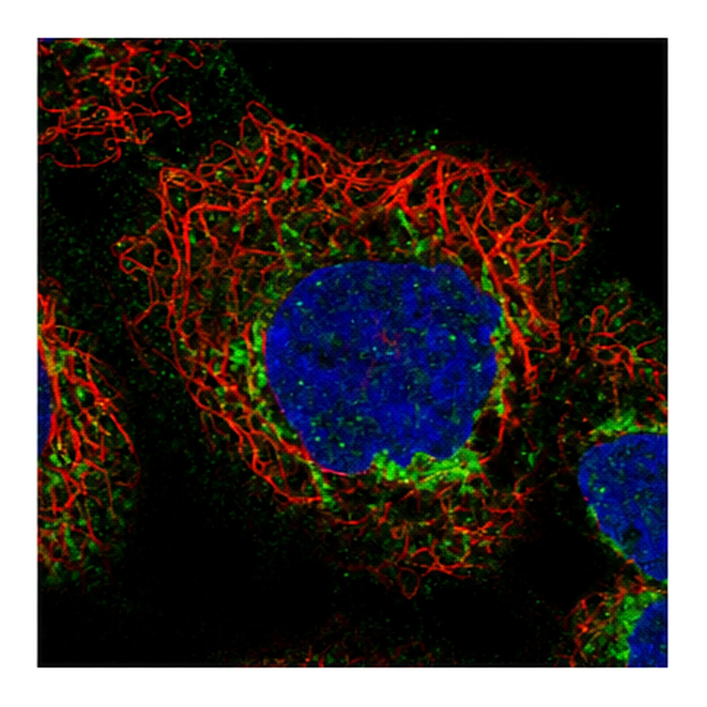 Atlas Antibodies Anti-APOL3 Antibody