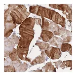 Atlas Antibodies Anti-APOL4 Antibody