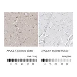 Atlas Antibodies Anti-APOL2 Antibody