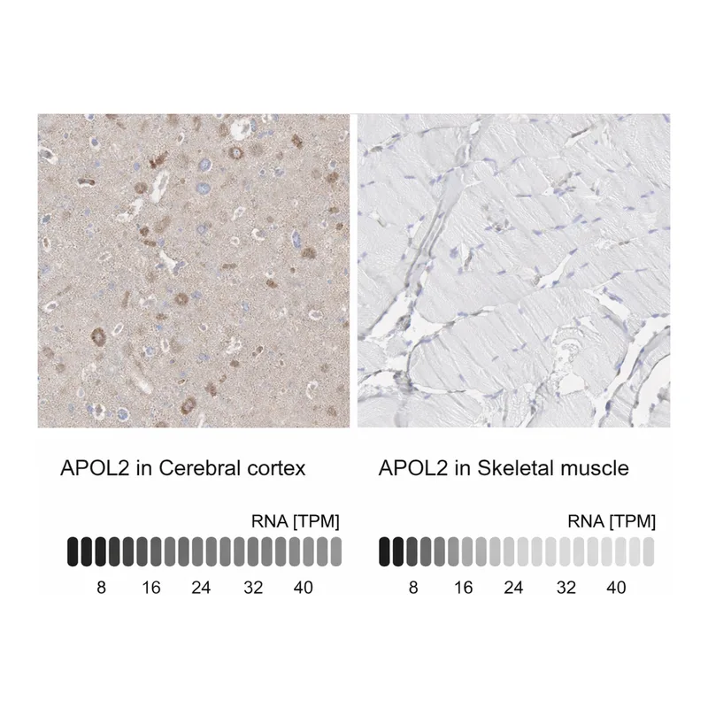 Atlas Antibodies Anti-APOL2 Antibody