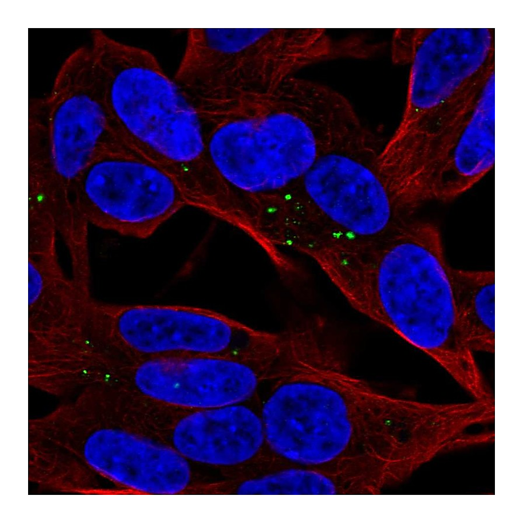 Atlas Antibodies Anti-APOL4 Antibody