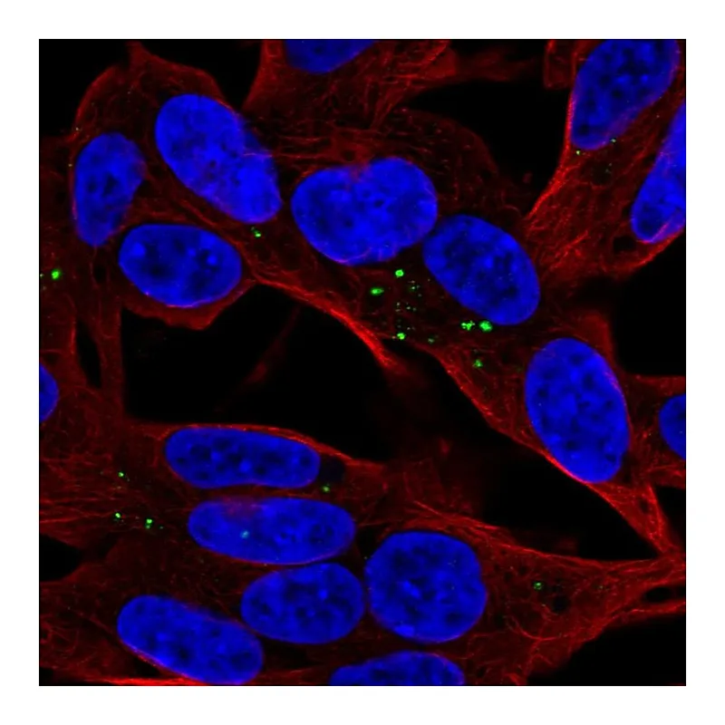 Atlas Antibodies Anti-APOL4 Antibody