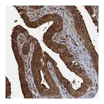 Atlas Antibodies Anti-APOL5 Antibody