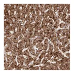 Atlas Antibodies Anti-APOL6 Antibody