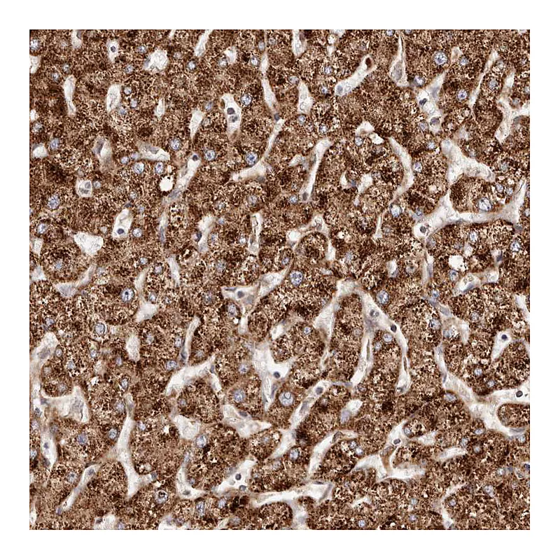 Atlas Antibodies Anti-APOL6 Antibody