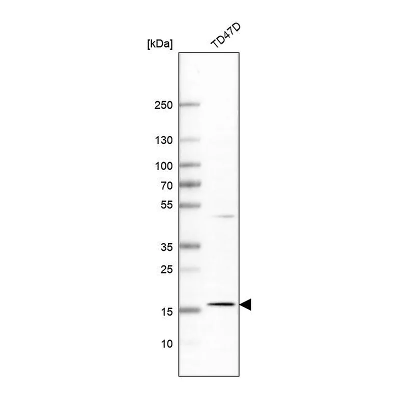 Atlas Antibodies Anti-APOO Antibody