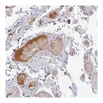 Atlas Antibodies Anti-APOM Antibody