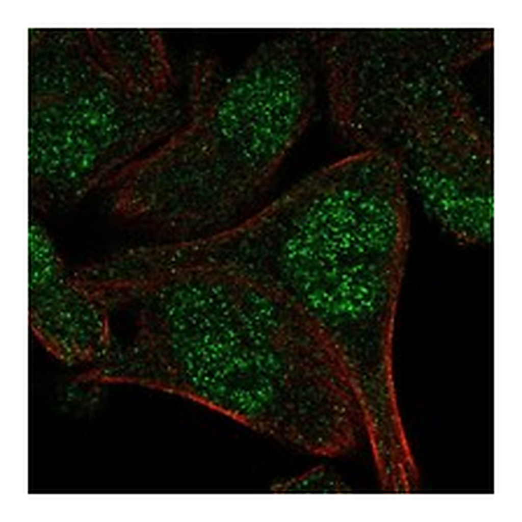 Atlas Antibodies Anti-APPBP2 Antibody